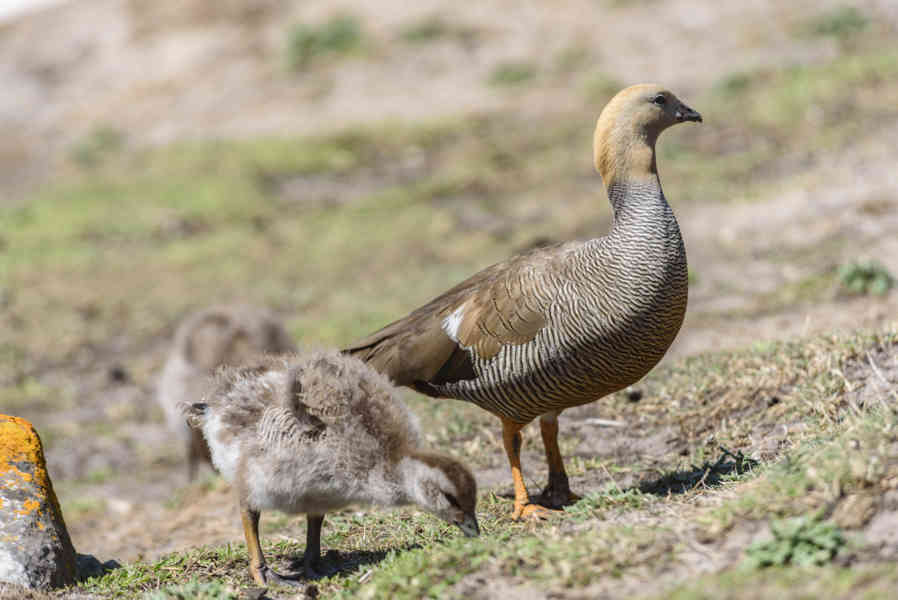 Ganso de Cabeza Rojiza - islas Falkland o Malvinas 03.jpg